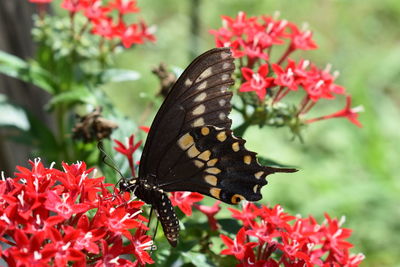 Butterfly pollinating on red flower
