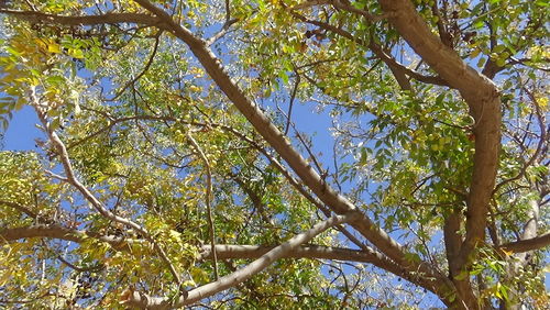 Low angle view of trees in forest against sky