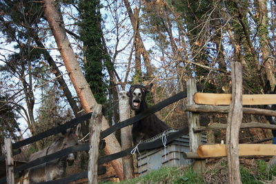 Low angle view of monkey sitting on tree