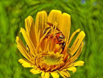 Close-up of honey bee on yellow flower