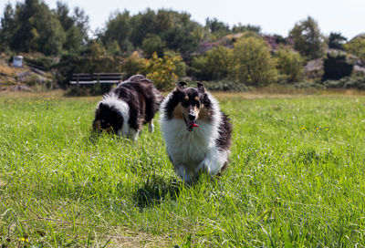 Dog on grassy field