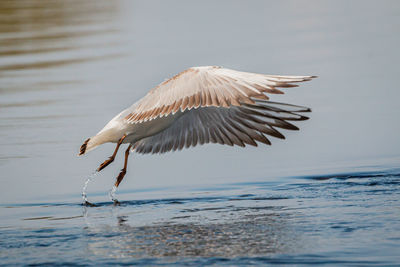 Bird flying over lake