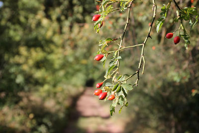 Close-up of berries growing on tree