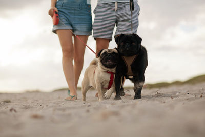 Low section of couple with dogs walking on beach