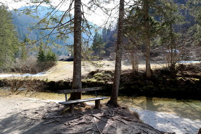 Scenic view of lake in forest