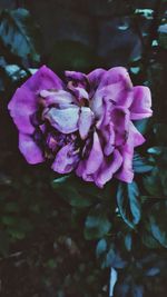 Close-up of flower blooming outdoors