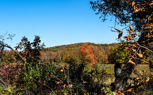 Scenic view of landscape against clear sky