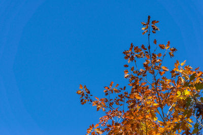Low angle view of maple tree against clear blue sky