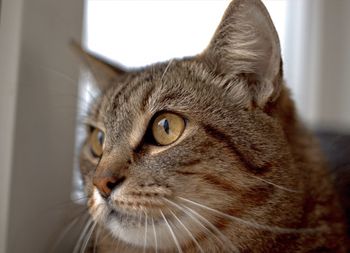 Close-up portrait of a cat