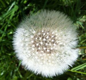 Close-up of dandelion flower