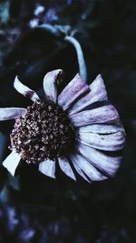 Close-up of flower