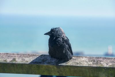 Close-up of raven perching on wooden railing against sky