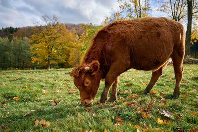 Cow standing on field