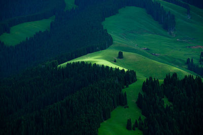 Scenic view of grassy field