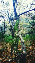 Trees in forest during autumn