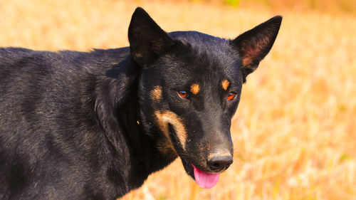 Close-up of black dog looking away
