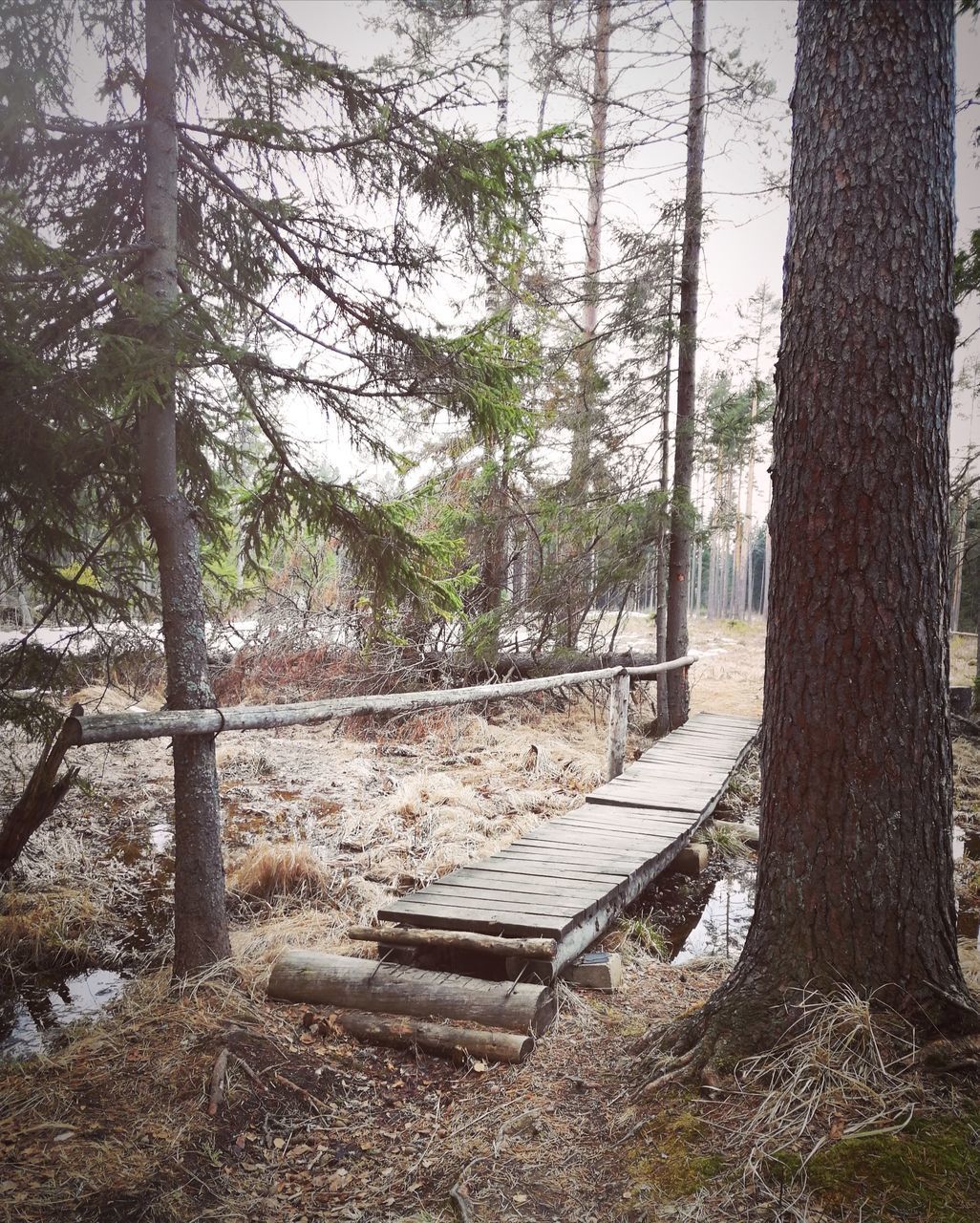 EMPTY BENCHES IN FOREST