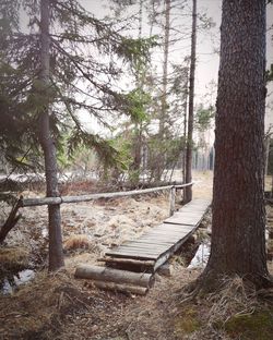 Empty bench amidst trees in forest