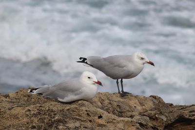 Seagull perching on rock