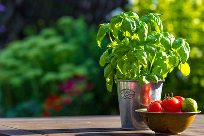 Bowl of tomatoes by potted plant