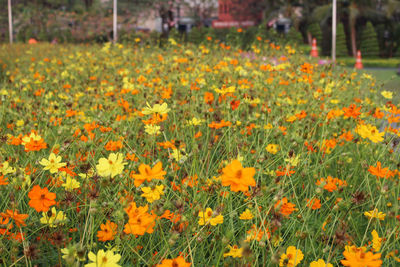 Close-up of yellow flowering plants on field