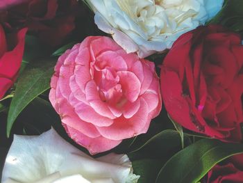 Close-up of pink rose