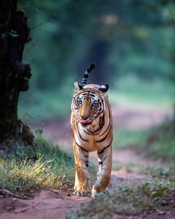 Tiger walk