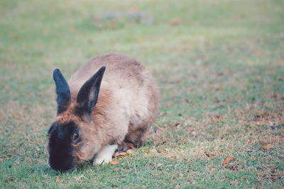 A black-faced rabbit is on the field