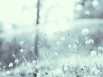 Close-up of water drops on plant