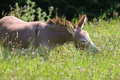 Close-up of deer on grassy field