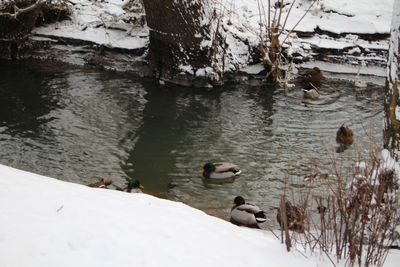 Swans swimming on lake