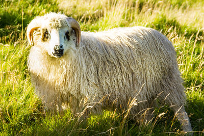 Portrait of sheep on field