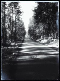 View of trees in forest