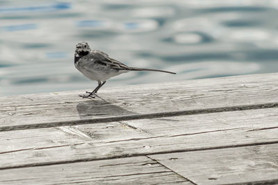 Close-up of bird perching on wood