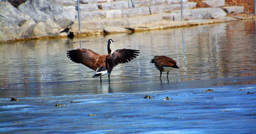 Birds flying over lake