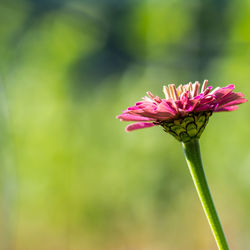 Close-up of pink flower