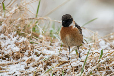 Close-up of bird perching on plant