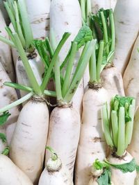 Full frame shot of dikon radishes for sale at market