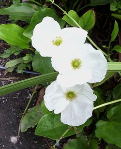 Close-up of white flower