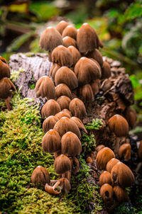 Close-up of mushrooms growing on field