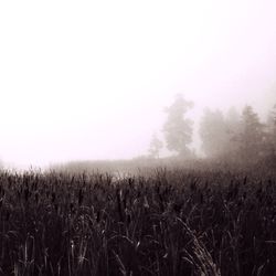 Trees on field in foggy weather