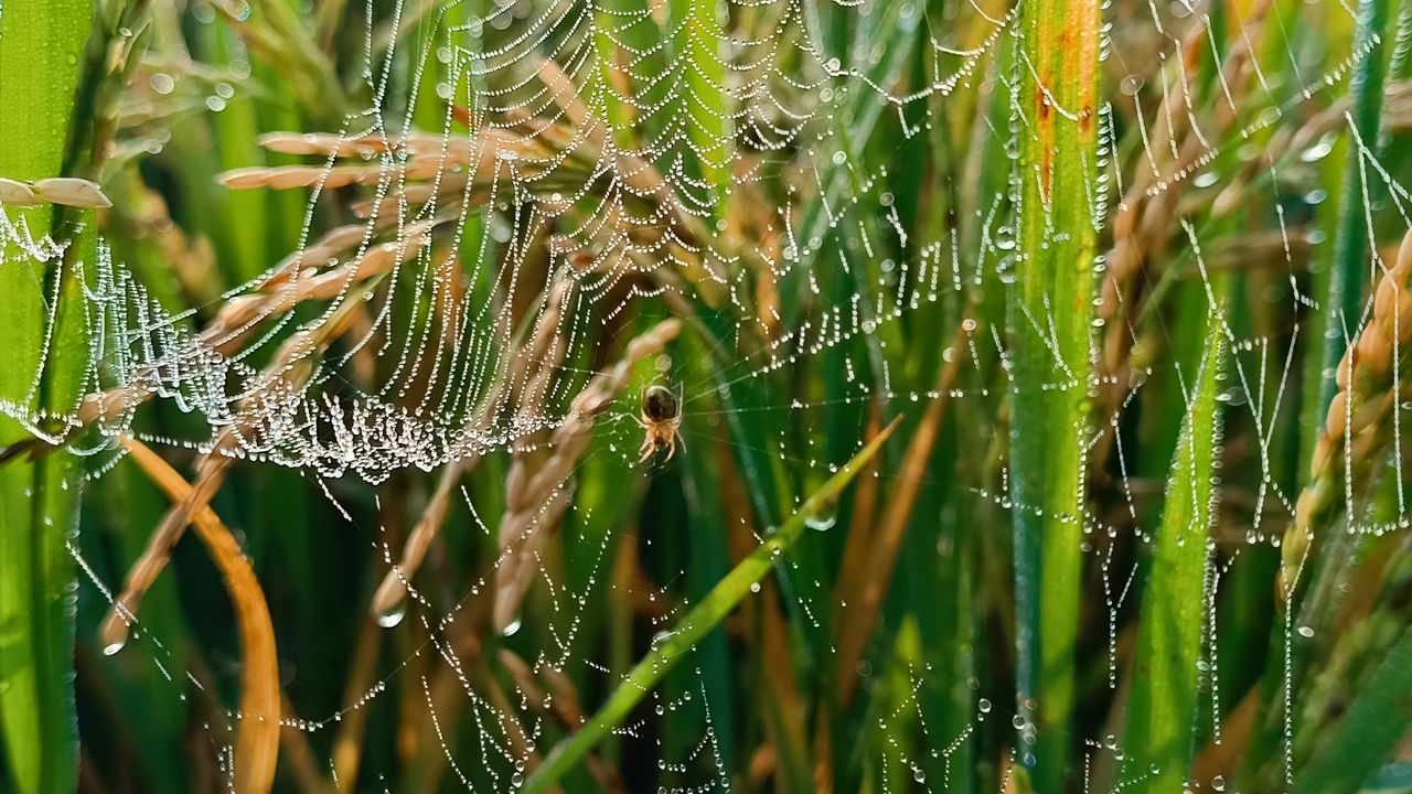 plant, grass, growth, green, nature, close-up, beauty in nature, spider web, no people, water, focus on foreground, day, wet, drop, fragility, tranquility, outdoors, plant stem, land, moisture, dew, branch, selective focus, field, sunlight, backgrounds, full frame, freshness, macro photography, spider, lawn, leaf, animal