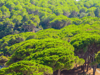 Scenic view of forest