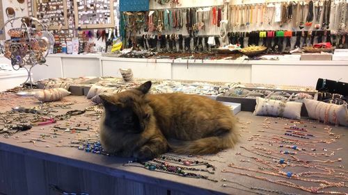 View of a dog sleeping on floor