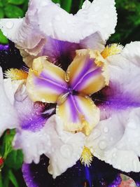 Close-up of purple flower