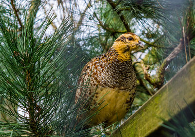 Close-up of bird perching on branch