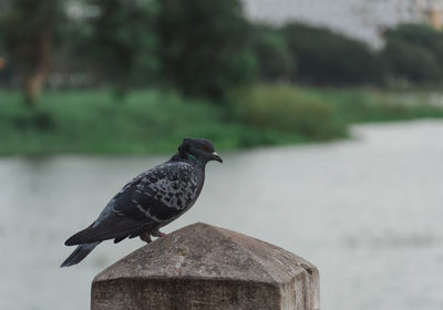 Close-up of bird perching on wooden post