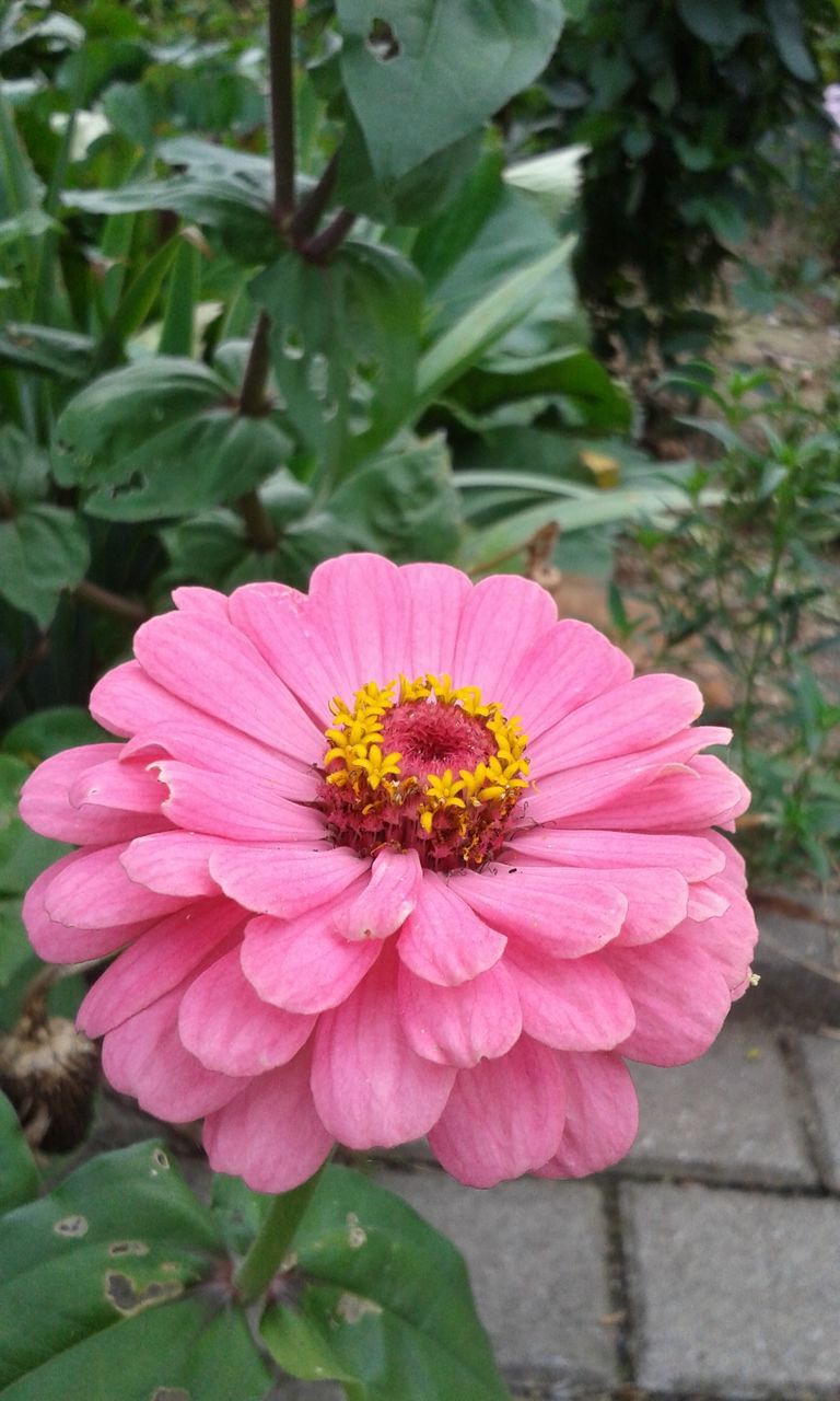 CLOSE-UP OF PINK COSMOS FLOWER BLOOMING OUTDOORS