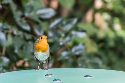 Close-up of bird perching outdoors