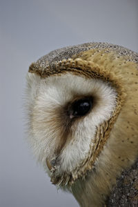 Profile view of barn owl 